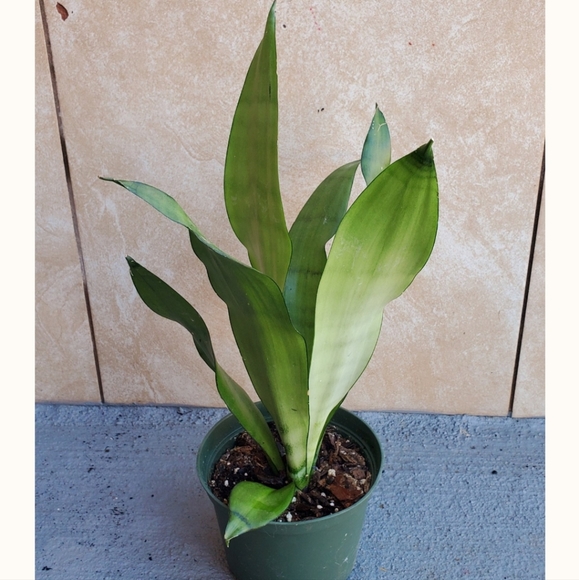 Sansevieria Moonlight | 4" pot - Picture 3 of 5